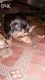 Doberman Pinscher Puppies for sale in New Delhi, Delhi 110001, India. price: 12000 INR