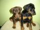 Doberman Pinscher Puppies for sale in Woodbridge Township, NJ, USA. price: NA