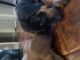 Doberman Pinscher Puppies for sale in Lancaster, CA, USA. price: NA