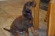 Doberman Pinscher Puppies for sale in South Miami, FL, USA. price: NA