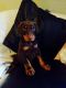 Doberman Pinscher Puppies for sale in Carlsbad, CA, USA. price: NA