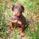 Doberman Pinscher Puppies for sale in East Los Angeles, CA, USA. price: NA
