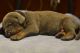Doberman Pinscher Puppies for sale in Arlington, VA, USA. price: NA