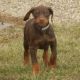 Doberman Pinscher Puppies for sale in Baltimore, MD, USA. price: $500