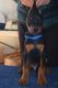 Doberman Pinscher Puppies for sale in Boise, ID, USA. price: NA