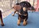 Doberman Pinscher Puppies for sale in Austin, TX, USA. price: NA