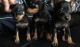 Doberman Pinscher Puppies for sale in Montgomery, AL, USA. price: $350