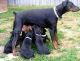 Doberman Pinscher Puppies for sale in Springfield, IL, USA. price: $400