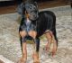 Doberman Pinscher Puppies for sale in Allentown, PA, USA. price: NA