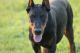 Doberman Pinscher Puppies for sale in Liberty, NY, USA. price: $1,750