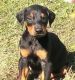 Doberman Pinscher Puppies for sale in Charlotte, NC, USA. price: $400
