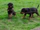 Doberman Pinscher Puppies for sale in Garden Grove, CA, USA. price: NA