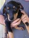Doberman Pinscher Puppies for sale in Cullman, AL, USA. price: NA