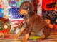 Doberman Pinscher Puppies for sale in Des Moines, IA, USA. price: $200
