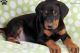 Doberman Pinscher Puppies for sale in Colorado Springs, CO, USA. price: NA