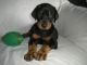 Doberman Pinscher Puppies for sale in Atwood, IN 46580, USA. price: NA