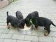 Doberman Pinscher Puppies for sale in Atwood, IN 46580, USA. price: NA
