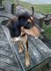 Doberman Pinscher Puppies for sale in Sweetwater, TN 37874, USA. price: NA