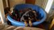 Doberman Pinscher Puppies for sale in Montgomery, AL, USA. price: NA