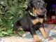 Doberman Pinscher Puppies for sale in Joshua, TX, USA. price: NA