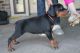 Doberman Pinscher Puppies for sale in Colorado Springs, CO, USA. price: $337