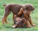 Doberman Pinscher Puppies for sale in Colorado Springs, CO, USA. price: NA