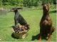 Doberman Pinscher Puppies for sale in Fayetteville, NC, USA. price: NA