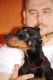 Doberman Pinscher Puppies for sale in Fayetteville, NC, USA. price: NA