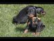 Doberman Pinscher Puppies for sale in Pasadena, CA, USA. price: NA