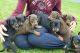 Doberman Pinscher Puppies for sale in Santa Rosa, CA, USA. price: NA
