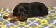 Doberman Pinscher Puppies for sale in Detroit, MI, USA. price: $500