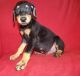 Doberman Pinscher Puppies for sale in Alma Center, WI 54611, USA. price: NA