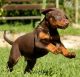 Doberman Pinscher Puppies for sale in Denver, CO, USA. price: NA