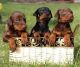 Doberman Pinscher Puppies for sale in Pittsburgh, PA, USA. price: NA