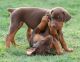 Doberman Pinscher Puppies for sale in Fremont, CA, USA. price: $250