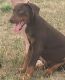 Doberman Pinscher Puppies for sale in Albany, NY, USA. price: NA