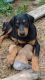 Doberman Pinscher Puppies for sale in Jacksonville, FL, USA. price: NA