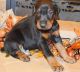 Doberman Pinscher Puppies for sale in Erie, PA, USA. price: NA