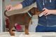 Doberman Pinscher Puppies for sale in Aptos, CA 95003, USA. price: NA