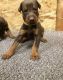 Doberman Pinscher Puppies for sale in East Los Angeles, CA, USA. price: NA