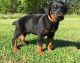 Doberman Pinscher Puppies for sale in Ducor, CA 93218, USA. price: NA