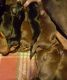 Doberman Pinscher Puppies for sale in Huntington Beach, CA, USA. price: NA