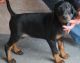 Doberman Pinscher Puppies for sale in New York, NY, USA. price: NA
