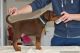 Doberman Pinscher Puppies for sale in Baywood-Los Osos, CA 93402, USA. price: NA
