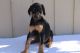 Doberman Pinscher Puppies for sale in Canton, OH, USA. price: NA