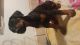 Doberman Pinscher Puppies for sale in Paradise, CA 95969, USA. price: $850