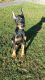 Doberman Pinscher Puppies for sale in Oak Harbor, WA 98277, USA. price: NA