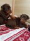 Doberman Pinscher Puppies for sale in Carlton Dr, Inglewood, CA 90305, USA. price: $500