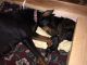 Doberman Pinscher Puppies for sale in Gobles, MI 49055, USA. price: $800