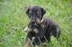 Doberman Pinscher Puppies for sale in Middletown, OH 45042, USA. price: $1,500